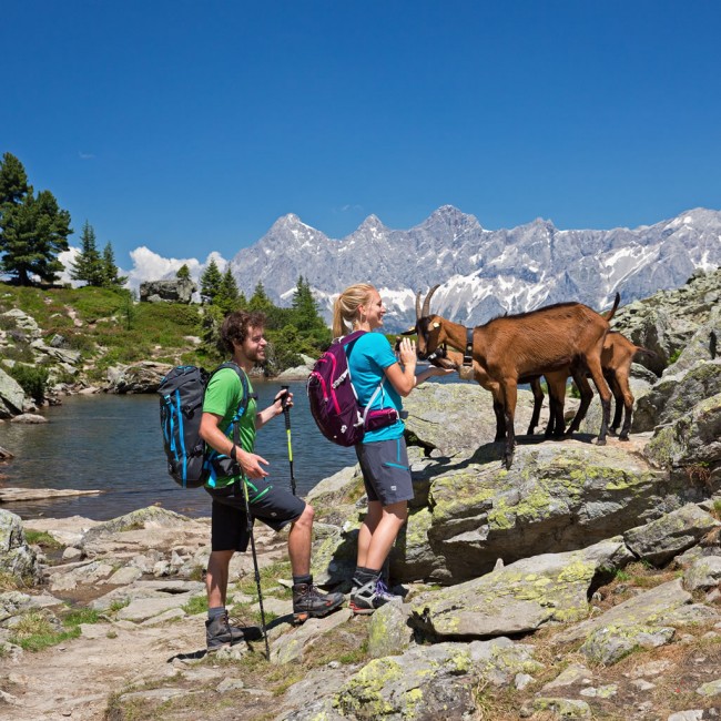 Wanderer treffen auf Ziege © Schladming-Dachstein_raffalt 