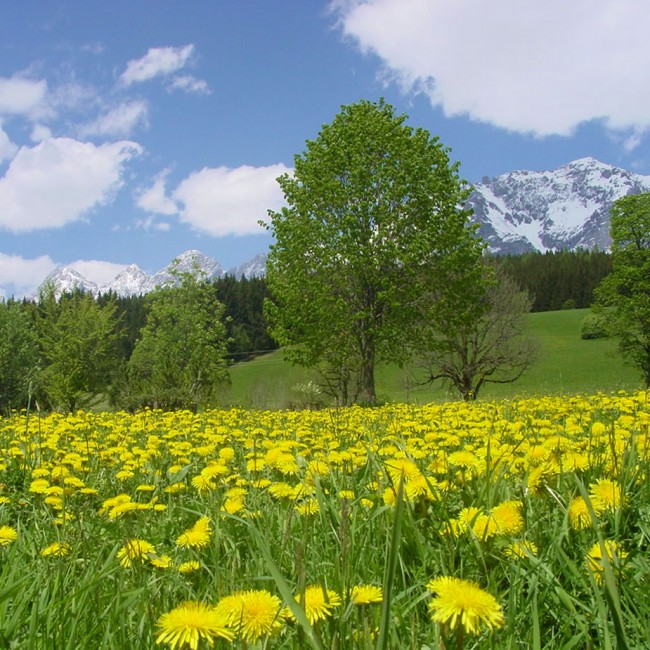 Energie tanken in der Natur in Ramsau